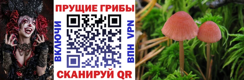 Галлюциногенные грибы Psilocybine cubensis  Купить  Добрянка 